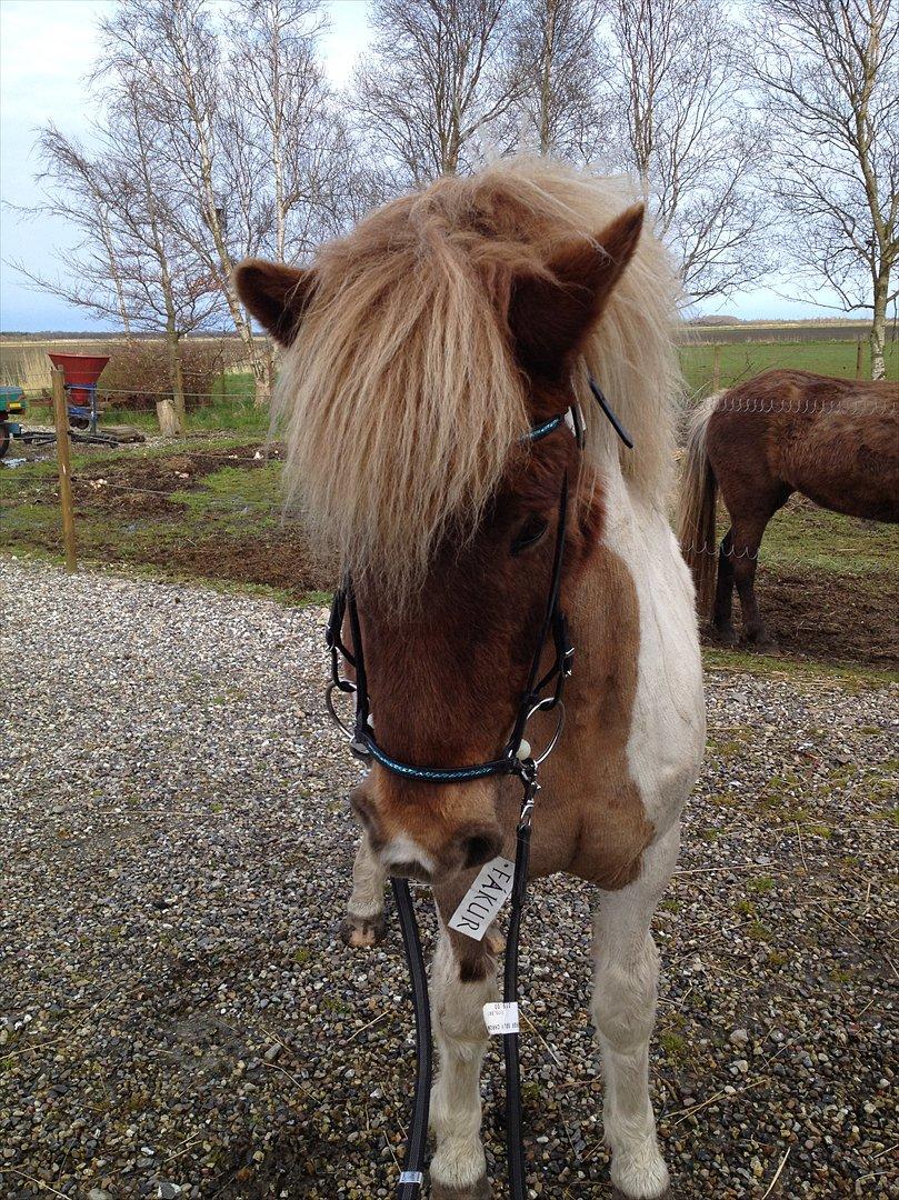 Islænder Veiga billede 6