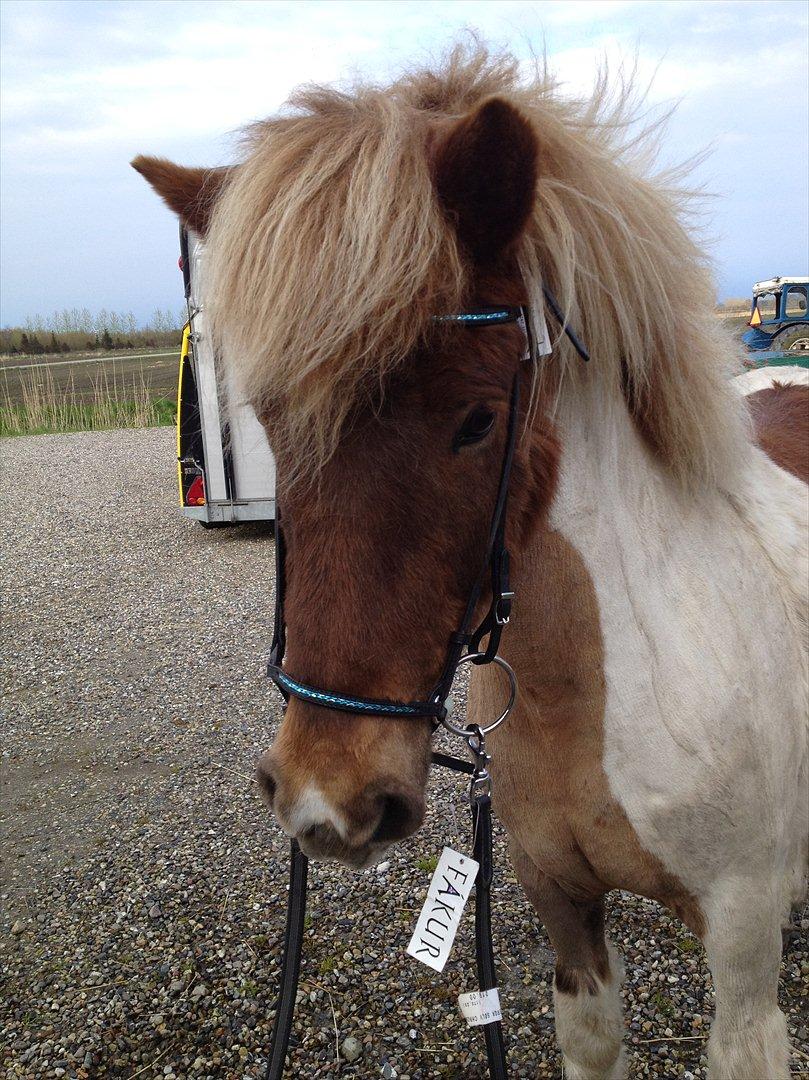 Islænder Veiga - Nyt hovedtøj :) billede 7