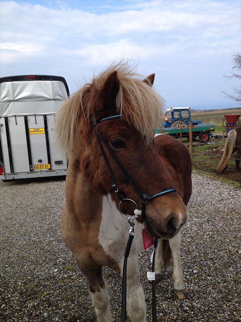 Islænder Veiga billede 8