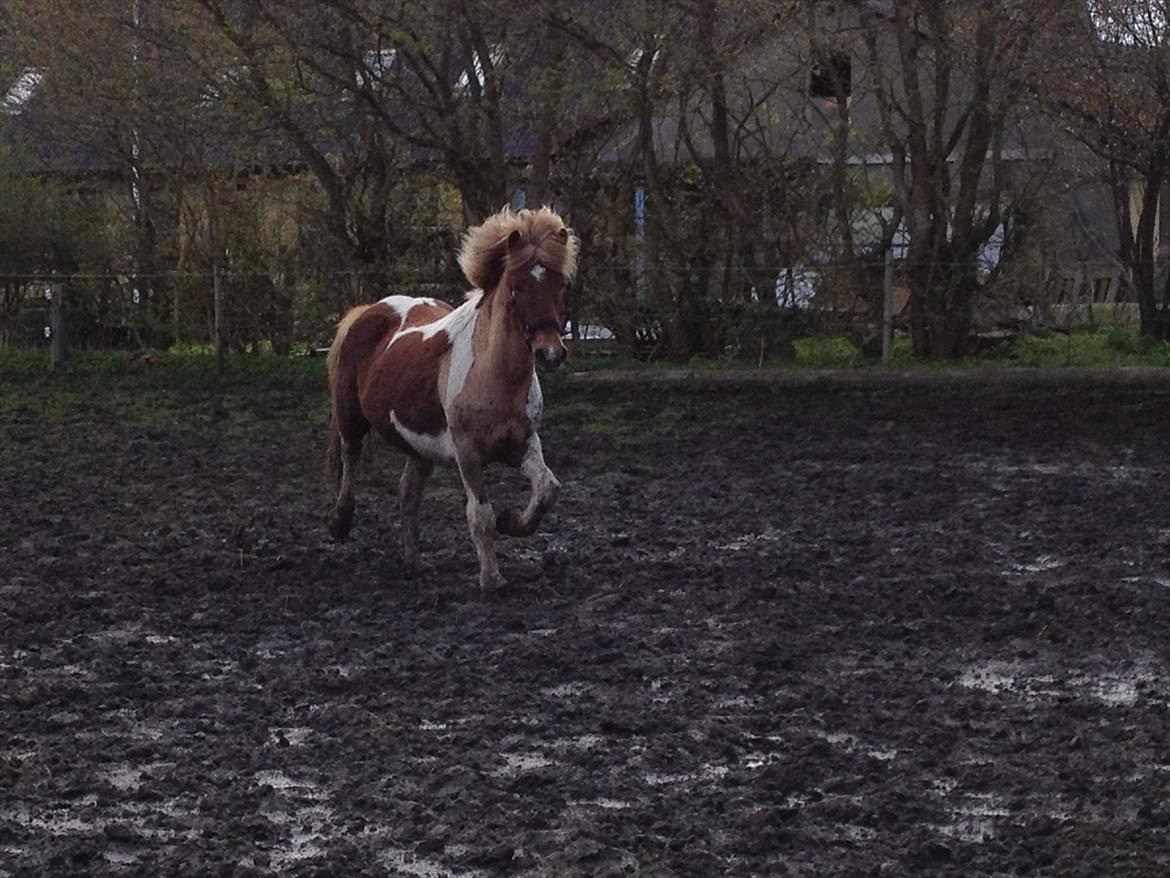 Islænder Veiga - Trav på marken :)  billede 9