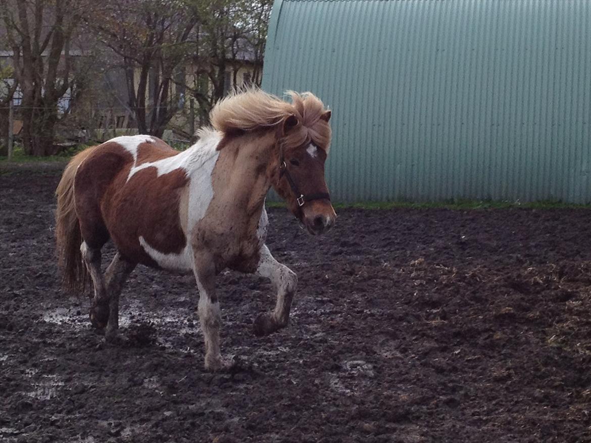 Islænder Veiga - Trav på marken bladret i mudder :) billede 10