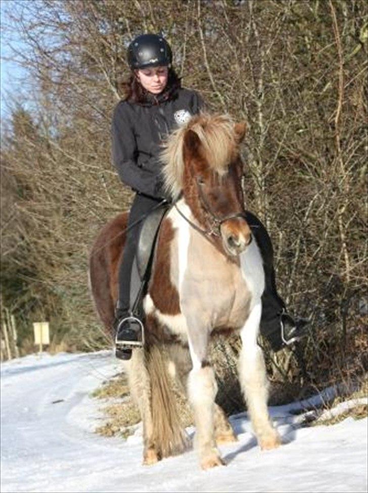 Islænder Veiga - Veiga og Mette :) billede 11