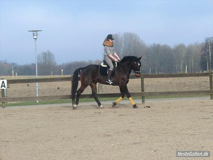 Anden særlig race Qato billede 11