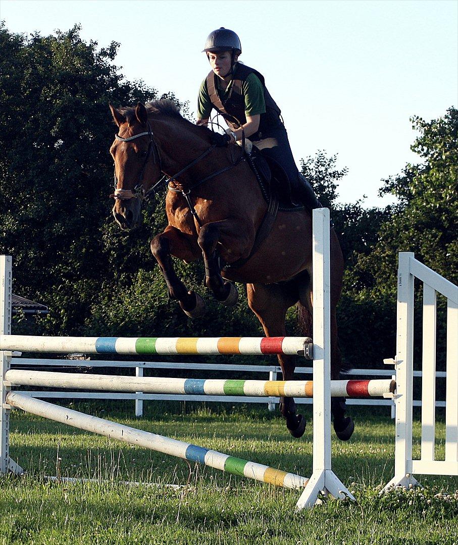 Dansk Varmblod Lillemarkens Cicato billede 15