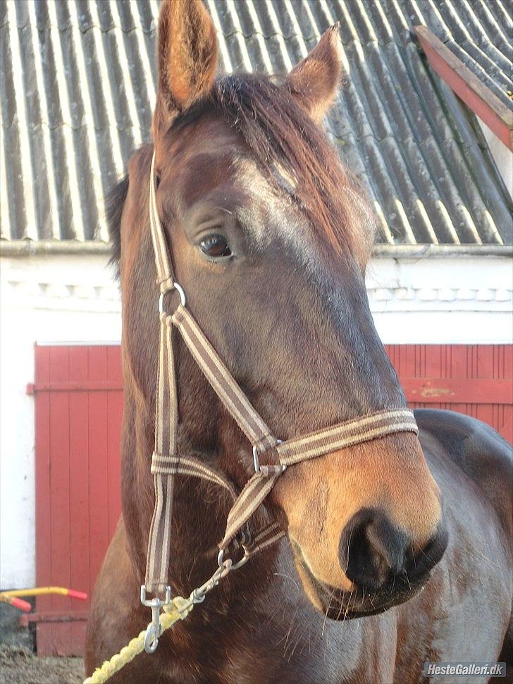 Anden særlig race Qato billede 10