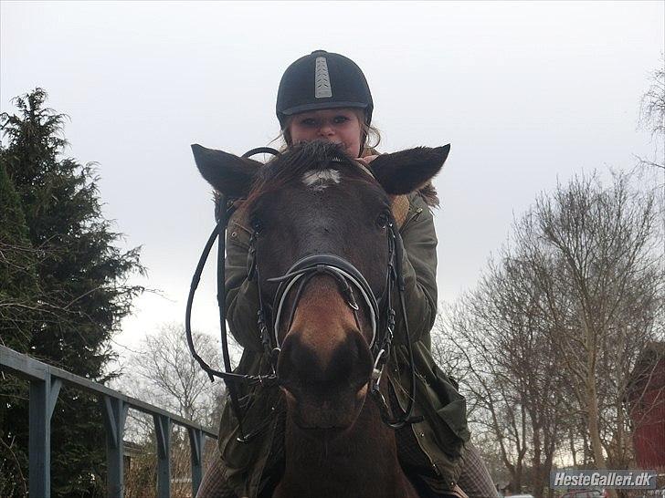 Anden særlig race Qato billede 12