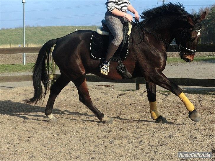 Anden særlig race Qato billede 13