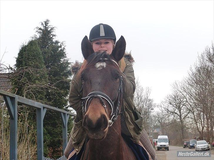 Anden særlig race Qato billede 14