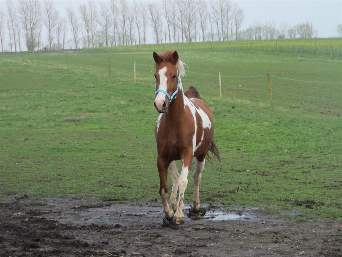 Anden særlig race Sheeba billede 16