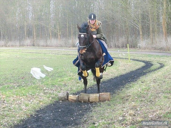 Anden særlig race Qato billede 15