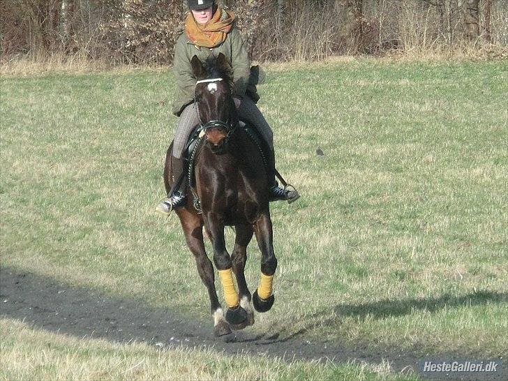 Anden særlig race Qato billede 17