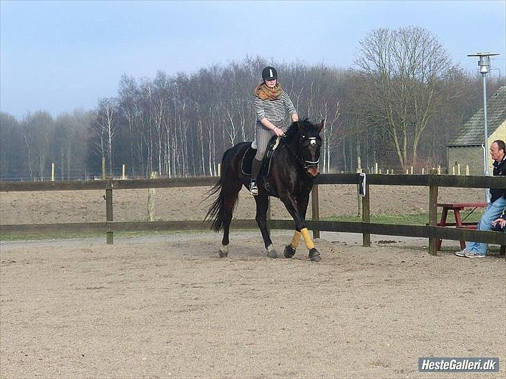 Anden særlig race Qato billede 16