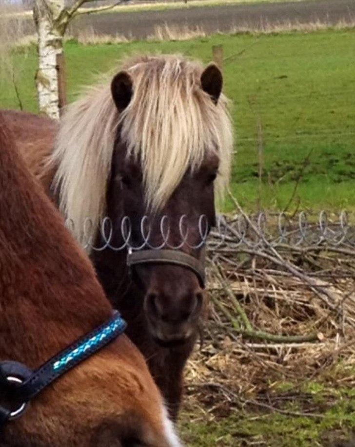 Islænder Mysla - Velkomen til min profil :) billede 1