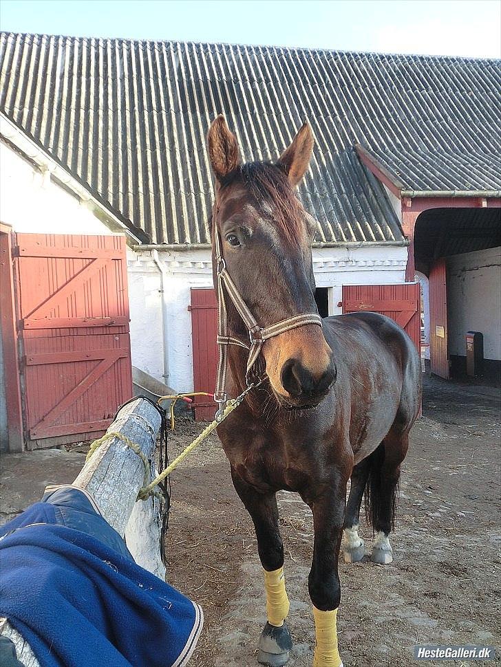 Anden særlig race Qato billede 20