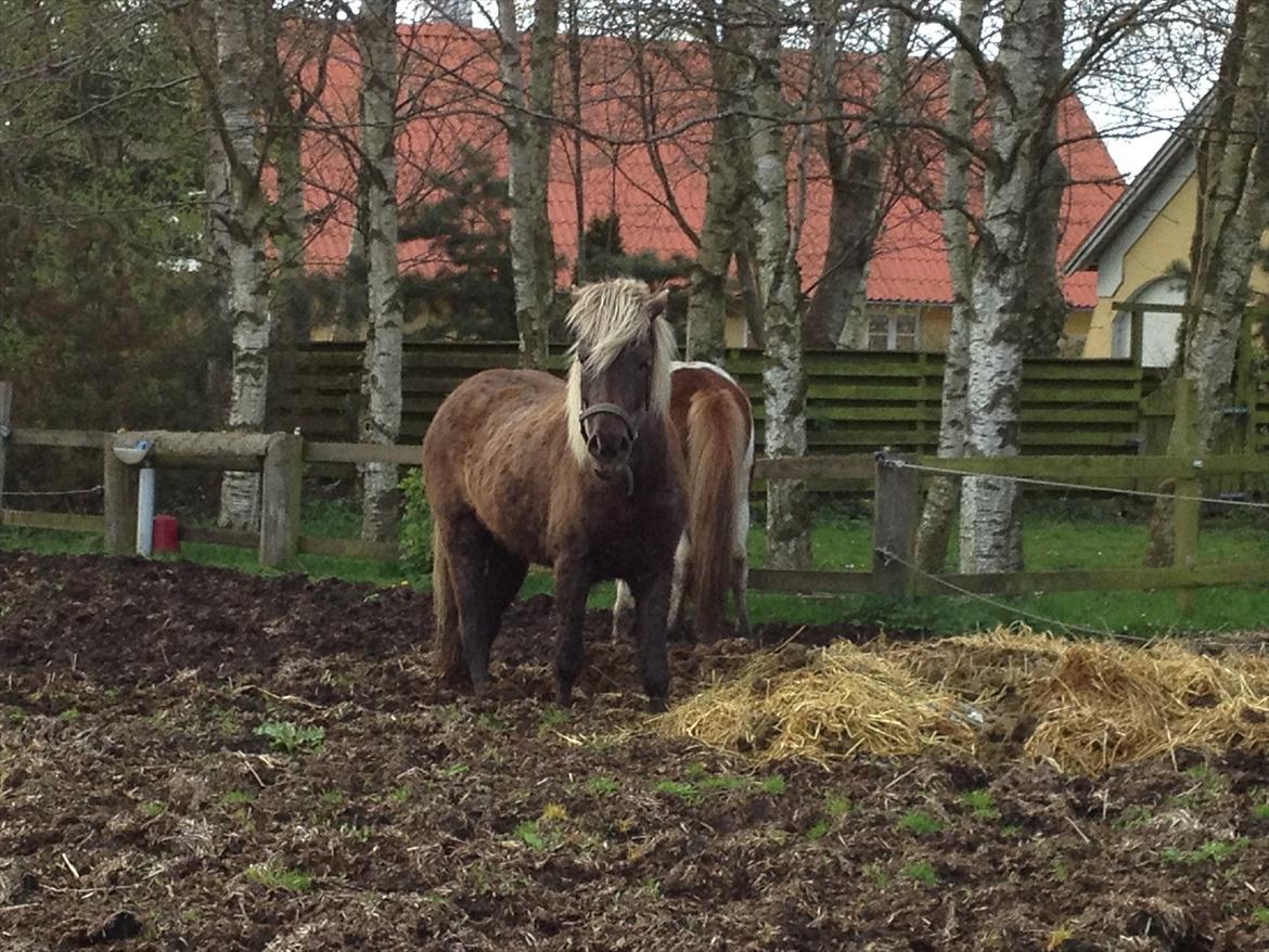 Islænder Mysla - Mysla på fold :) billede 2