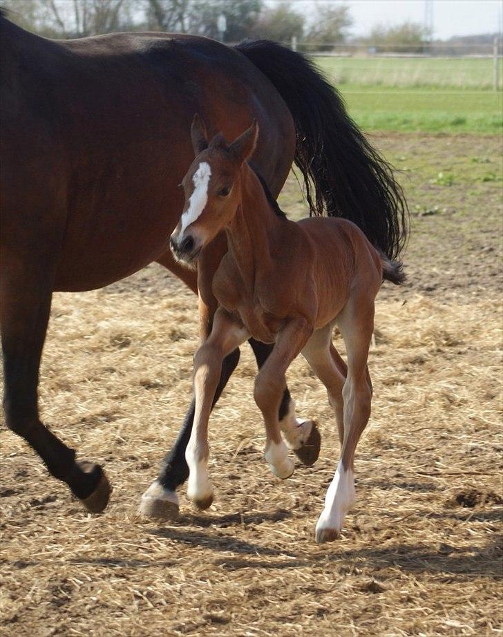 Welsh Partbred (Sec F) Skovsmindes Angelique (Angie) - 3 dage gammel billede 24