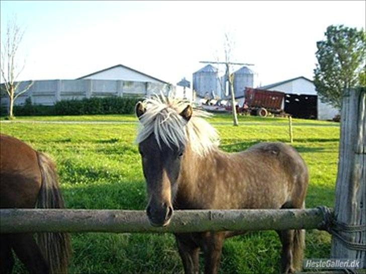 Islænder Mysla - Billed fra sommer 2011.. billedet er fra gamle ejer :) billede 3