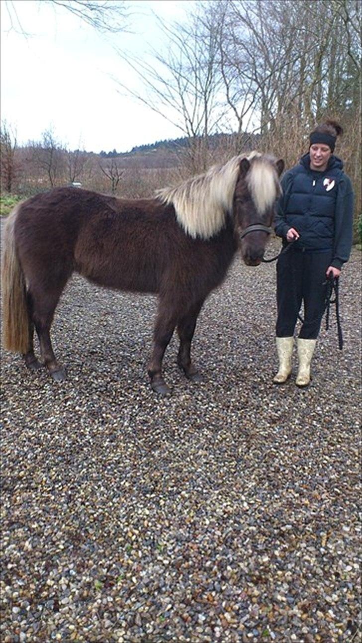 Islænder Mysla -  billedet er fra gamle ejer billede 4