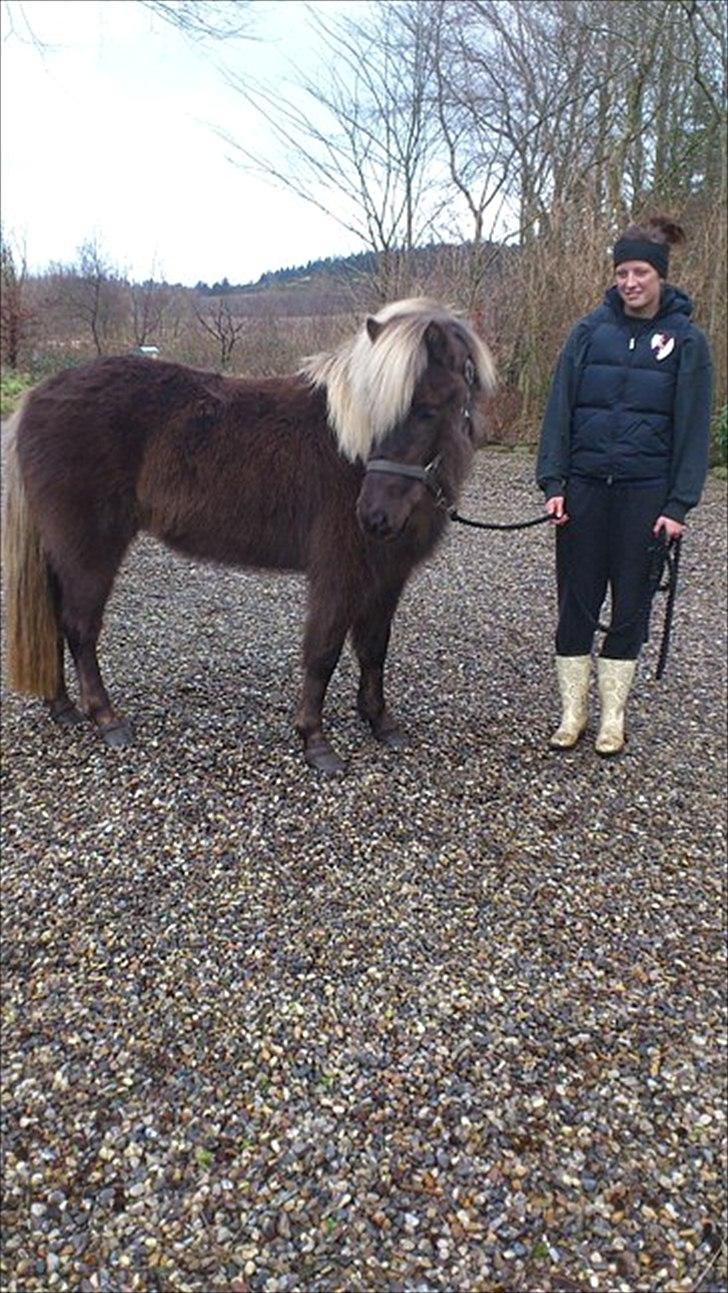Islænder Mysla -  billedet er fra gamle ejer billede 5