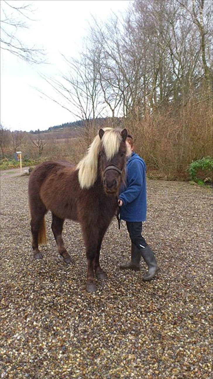 Islænder Mysla -  billedet er fra gamle ejer billede 6