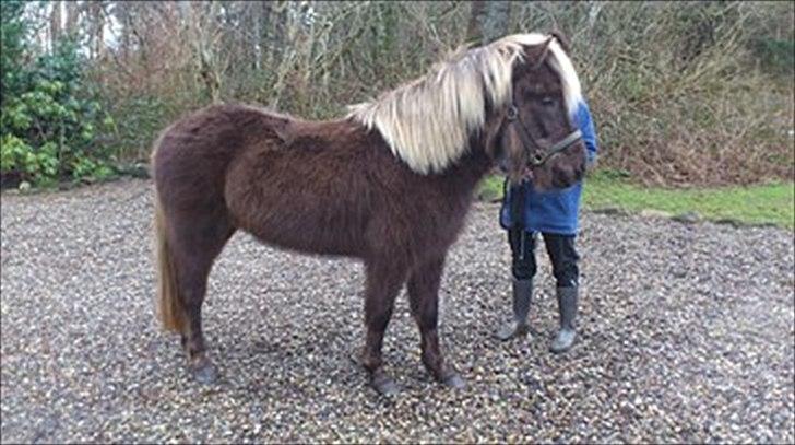Islænder Mysla -  billedet er fra gamle ejer billede 7