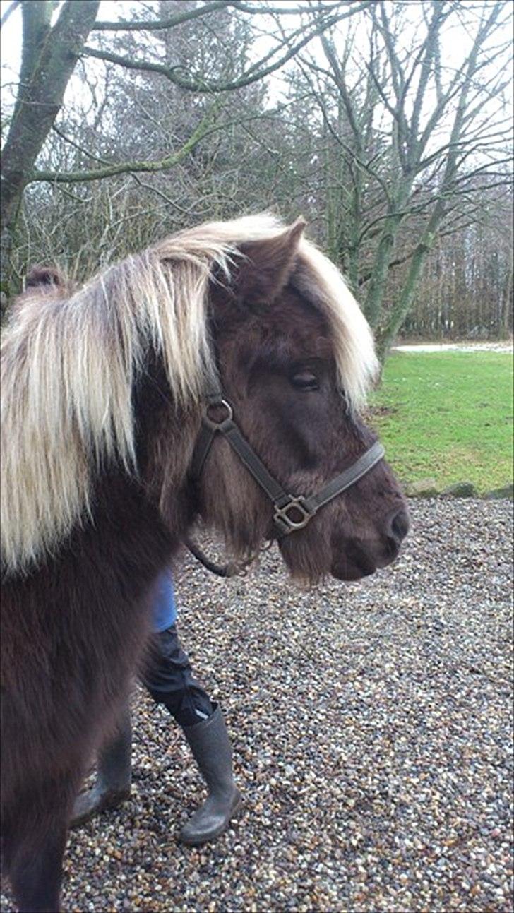Islænder Mysla -  billedet er fra gamle ejer billede 8