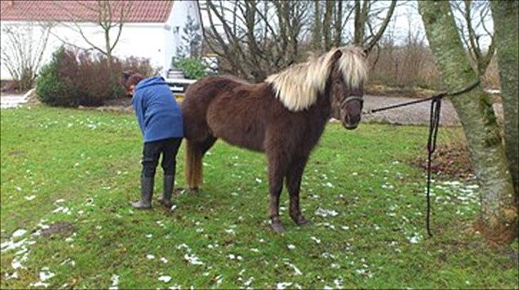 Islænder Mysla -  billedet er fra gamle ejer billede 9