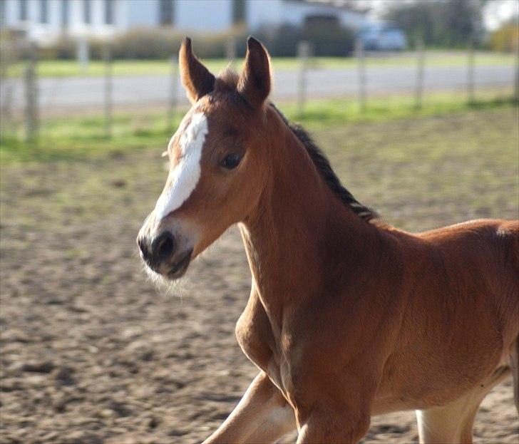 Welsh Partbred (Sec F) Skovsmindes Angelique (Angie) - dag 3 billede 22