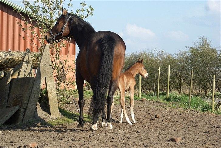 Welsh Partbred (Sec F) Skovsmindes Angelique (Angie) - dag 3. Mor og datter <3 billede 27