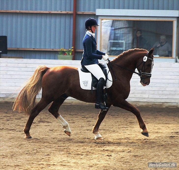 Frederiksborg Engkildegårds Nugent "Avlshingst" billede 1