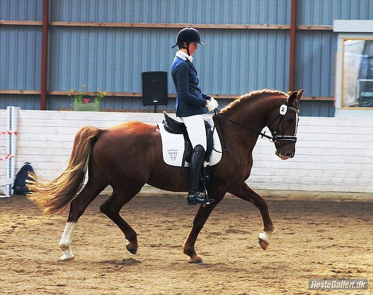 Frederiksborg Engkildegårds Nugent "Avlshingst" billede 14