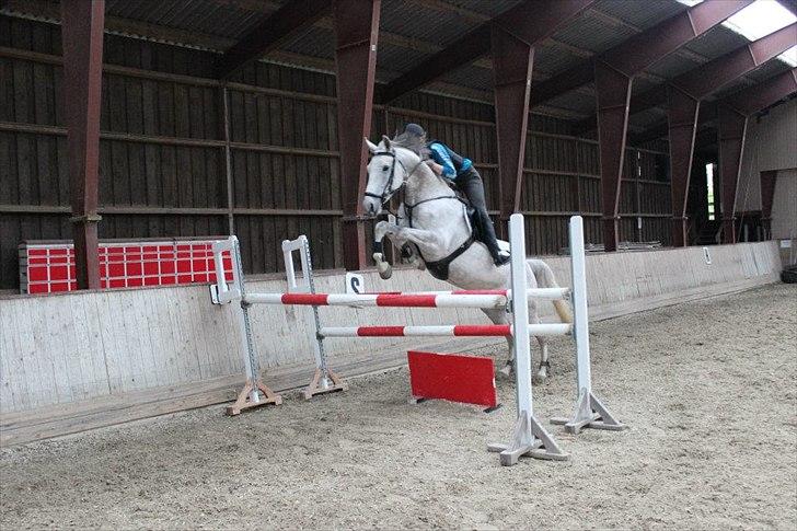 Anden særlig race Grey Girl - D. 25/4-12: 
Springtræning på stjernen! Dræber okse på 115-120. Tak for billedet Victoria :-)  billede 6