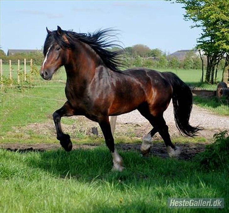 Welsh Cob (sec D) Glanvyrnwy Squire - 2010 billede 20