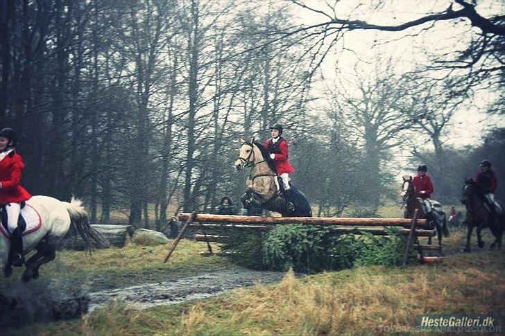 Polsk Ædelt Halvblod Dama (Lady) - Vinterjagt 2012. Første jagt på verdens bedste pony:D Foto: JF Photography billede 11