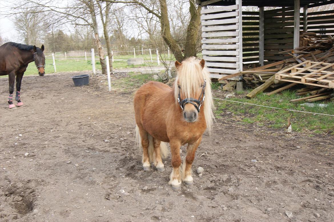 Shetlænder Risbjerggårds Gismo billede 1