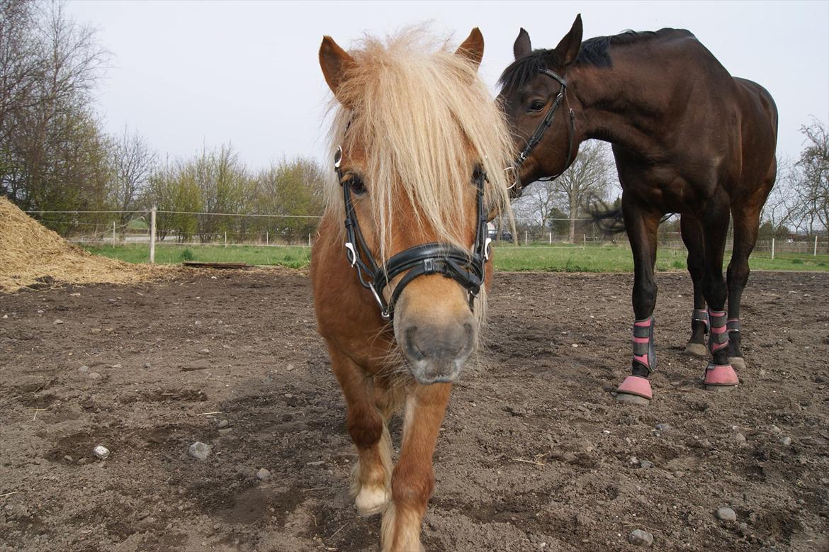 Shetlænder Risbjerggårds Gismo billede 2