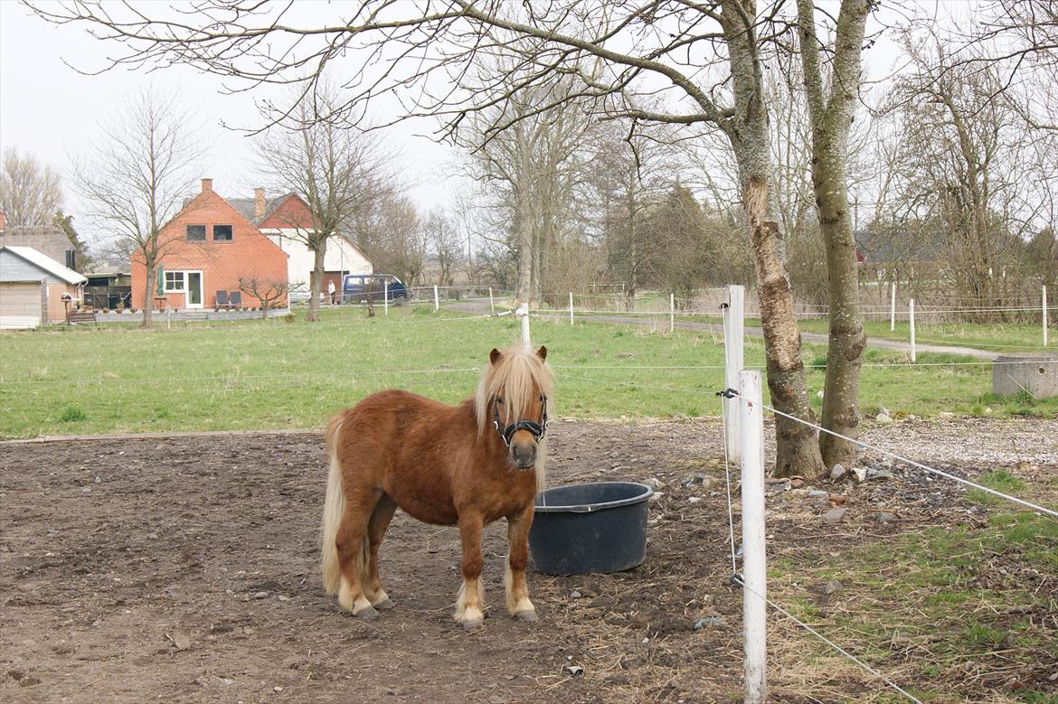 Shetlænder Risbjerggårds Gismo billede 10