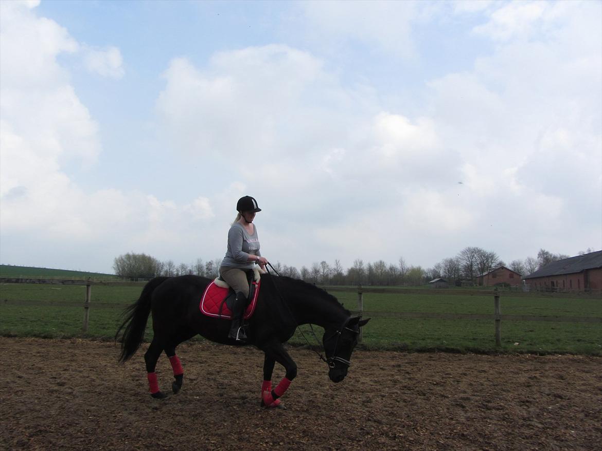 Dansk Varmblod Bomgårdens Black Pearl - Er der noget i sandet? he he billede 15