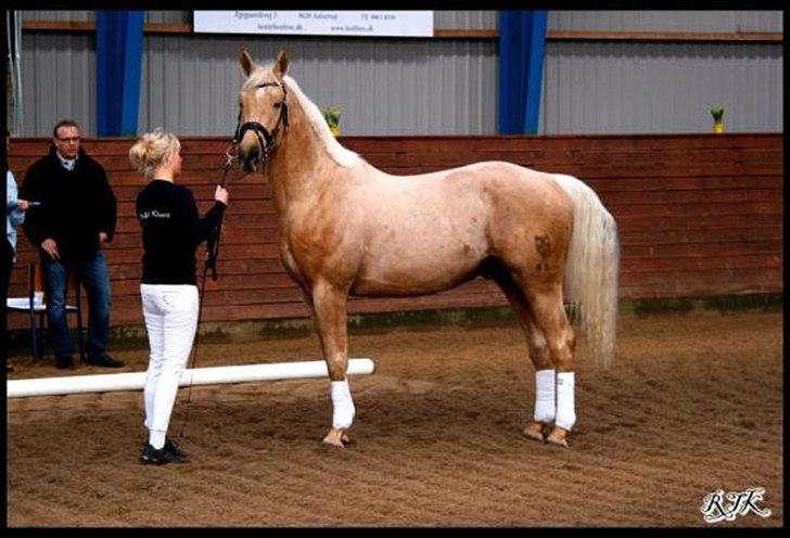 Palomino Kærgaardens Ripasso billede 7