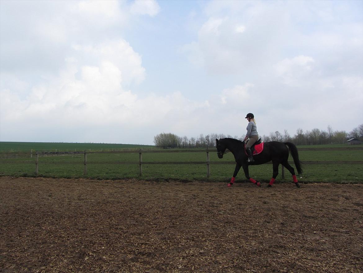 Dansk Varmblod Bomgårdens Black Pearl - Hun er bare fantastisk at ride :) billede 2