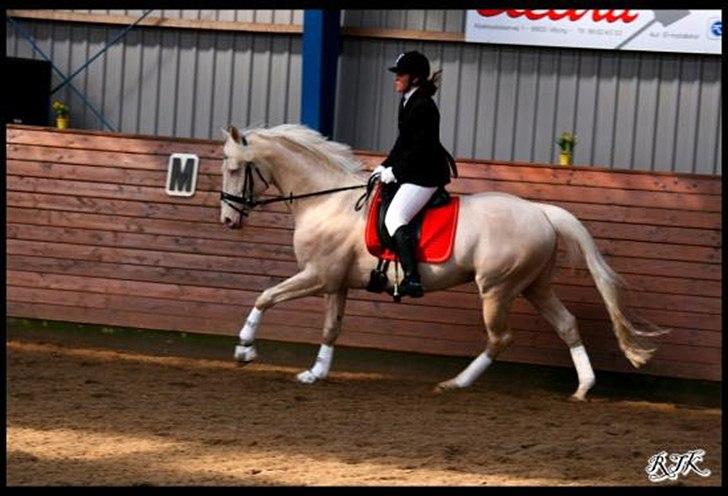 Palomino Kærgaardens Dom Perignon billede 4