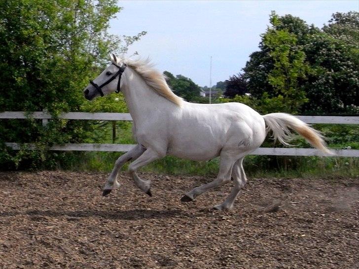 Pura Raza Española Blanca - Hendes super lækre frie galop!! ;P - Foto: Mig billede 14