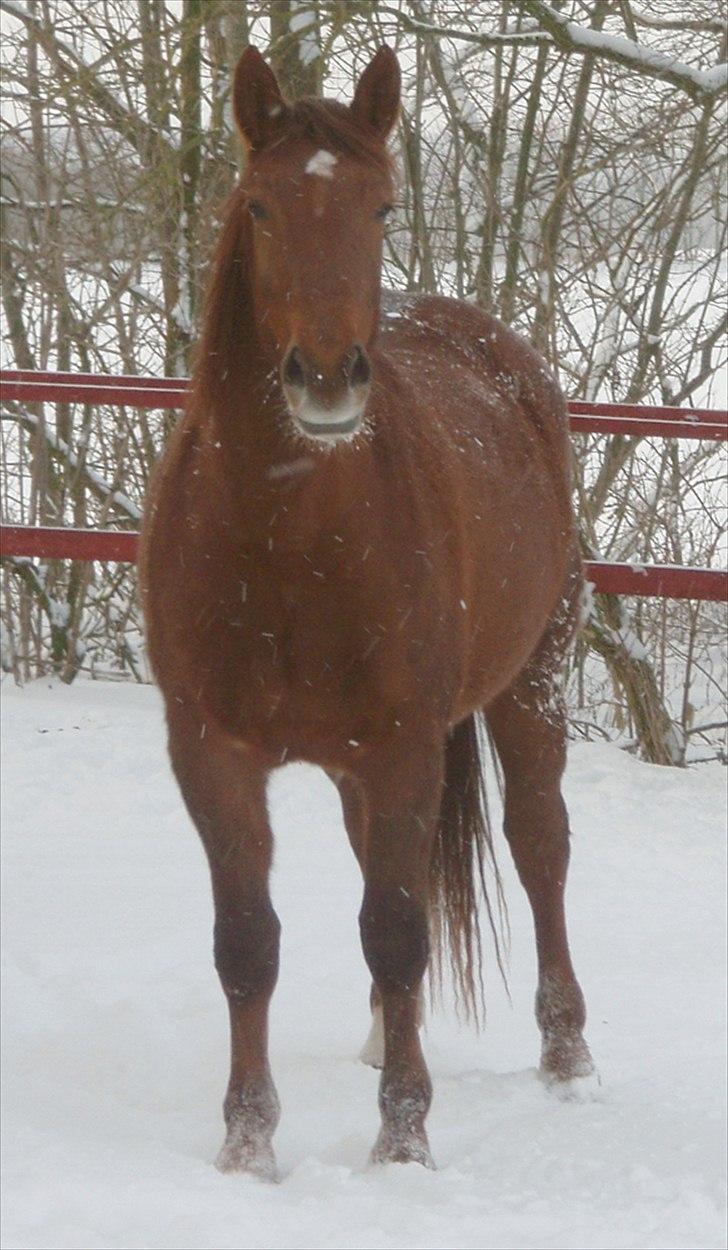 Oldenborg Cathrine af Siem - Trinetøsen i sneen billede 1