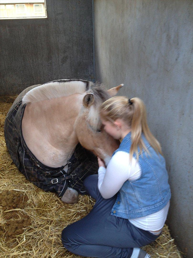 Fjordhest Annasmindes Sylvester - Her har jeg haft Sylvester i 1 år, 8 måneder, og 10 dage. Og det er første gang jeg ser ham ligge ned :-) billede 19