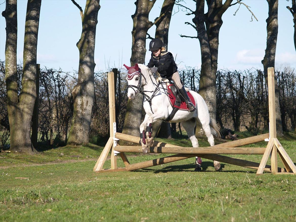 Welsh Mountain (sec A) Hedegårdens Prins billede 24