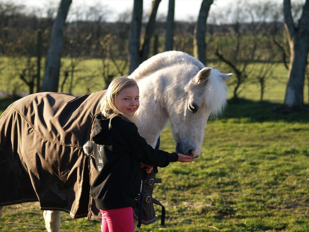 Welsh Mountain (sec A) Hedegårdens Prins billede 25