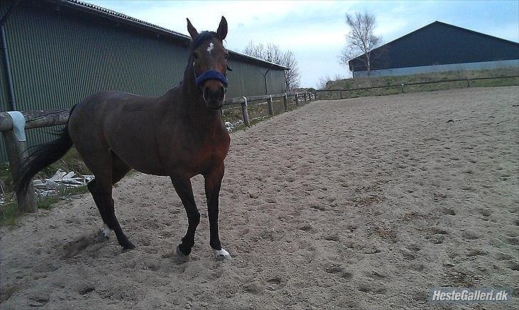 Anden særlig race Elipse - Elipse løber rundt og hygger :)
Foto af: Christine billede 9