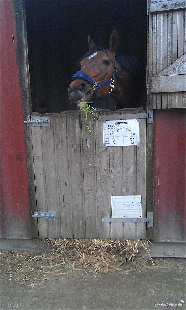 Anden særlig race Elipse - Gumle Gumle Gumle :-*
Foto af: Christine billede 12