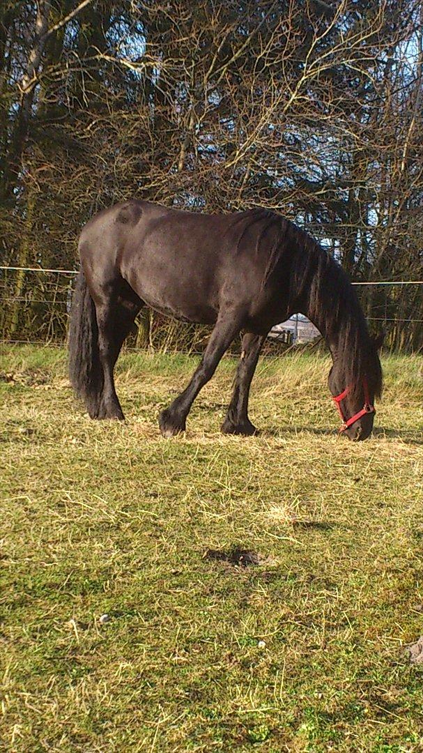 Frieser Joukje W. #SOLGT# billede 11