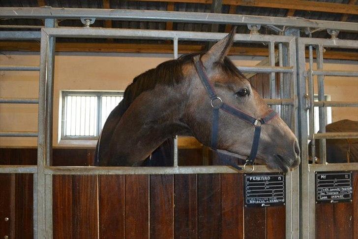 Trakehner Ferrero - Ferrero er lige ankommet i stalden.  billede 1